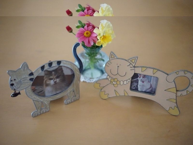 とらとナナ。いろはの額には２匹の模様が半分づつ入っている。