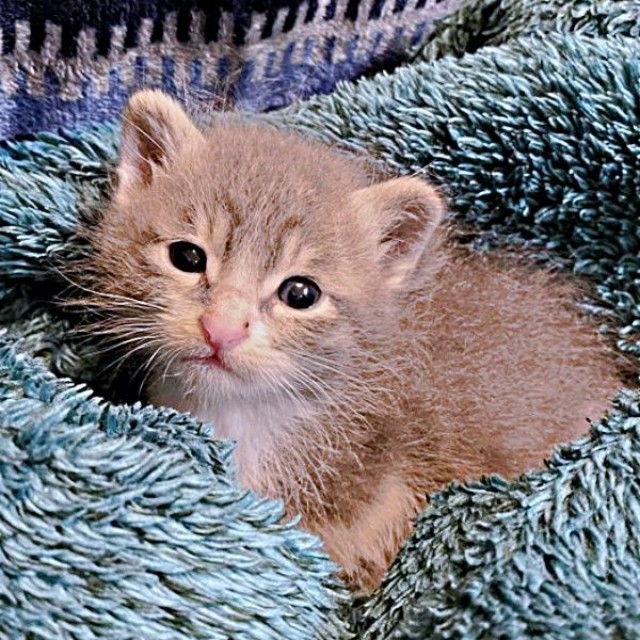 生後まもなく母猫を失い、保護されたソラくん（画像提供：ガウンゼル・チョルサー＝まっちゃこさん）