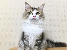先輩猫たちに会う直前、ちょっと緊張？　ラガマフィン「蘭丸」