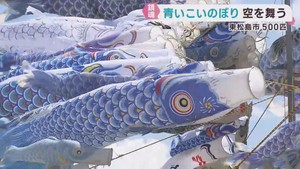 東日本大震災で犠牲になった子どもたちに思いをはせ　５００匹の青いこいのぼり