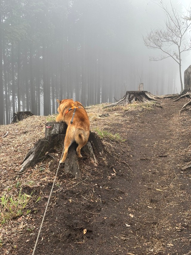 「動かないからぁぁぁーー！」（画像提供：岳 柴犬 さん）