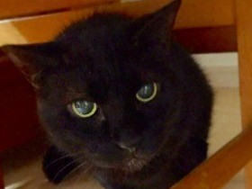 身体と心に傷を負い、人を恐れた元野良猫　女性画家に看取られて