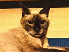 捨てられて突然、野良猫に　生き延びるためについた癖