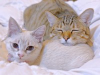 同居猫と仲良く眠るマチュちゃん（画像提供：きなこ@針村さん）