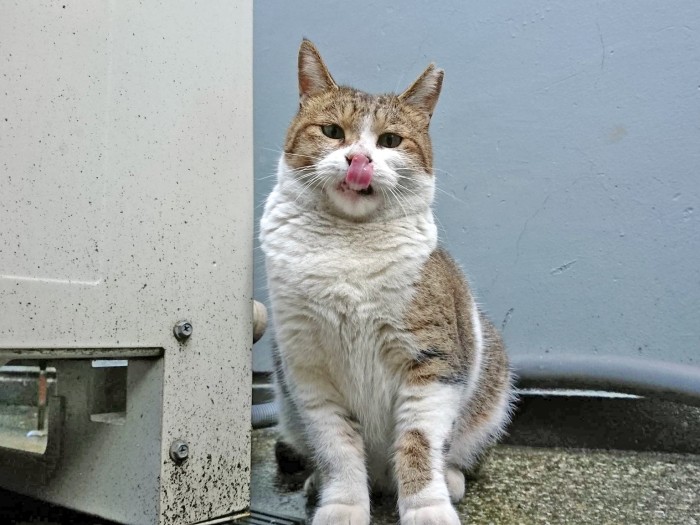 TNR後の姉ちゃん