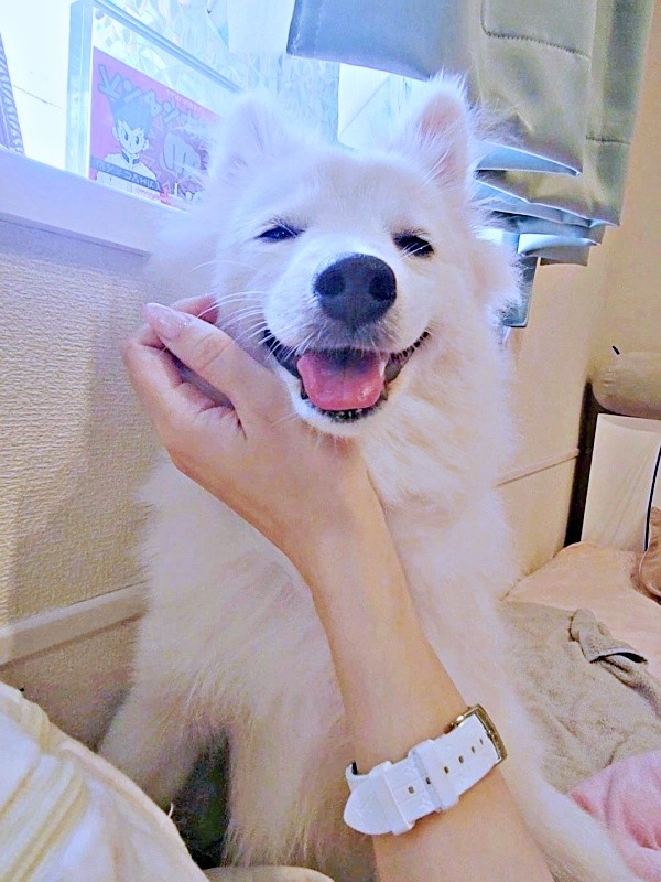 なでなでされて笑顔になるむくちゃん（画像提供：なめ子さん）