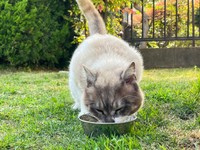 保護前、庭でご飯を食べるぴーちゃん（画像提供：hiroさん）