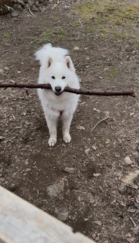 この棒を持って帰りたいんだワン～！（画像提供：SKI&POWさん）