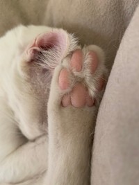 砂漠を歩くあびさんの肉球（提供写真）