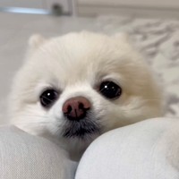 「お耳が無いね」と声をかけると、後ろからゆっくり現れてーー（画像提供：ぼく、ポメラニアンのぽんちゃん！さん）