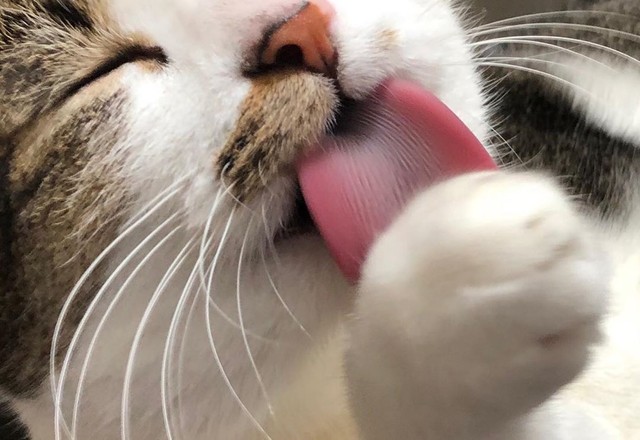 ねむねむお手入れは念入りに