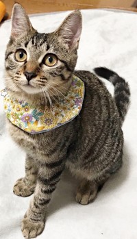 保護から半年経った頃。すくすくと成長したしらすちゃん（画像提供：硝子さん）