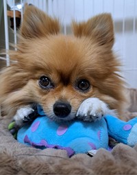 大きな瞳が可愛らしい、もかちゃん（画像提供：白足のもかとブラタンのるるさん）