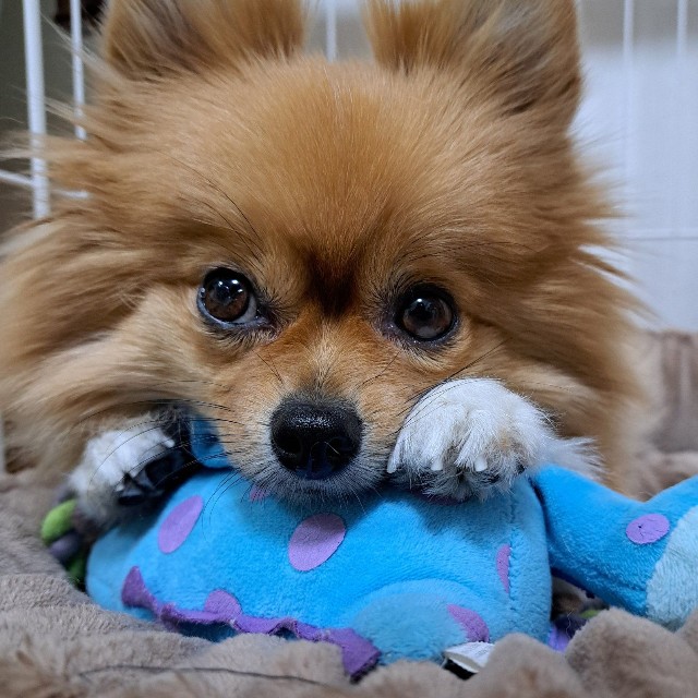 大きな瞳が可愛らしい、もかちゃん（画像提供：白足のもかとブラタンのるるさん）