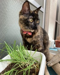 ころりちゃんは、猫草より土で遊ぶのが好き＝nyan.sssさん提供