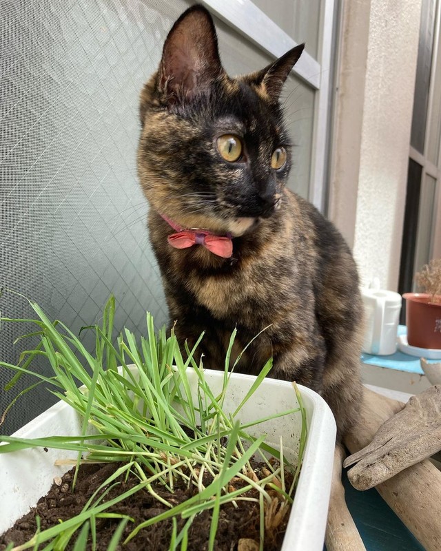 ころりちゃんは、猫草より土で遊ぶのが好き＝nyan.sssさん提供