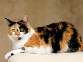 三毛猫のオス、死を予知する猫……　科学の進歩でわかってきた、猫の不思議世界