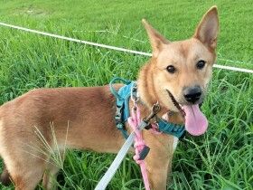 パナソニック保護犬猫譲渡会　yanagi22から参加予定の犬たち（10） 