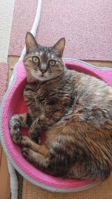 このギリギリのサイズ感が絶妙なの