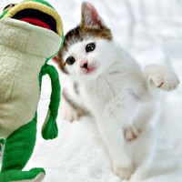 カエルのぬいぐるみに興味津々のセロイくん（画像提供：パッツン前髪のセロイと弟プランスさん）