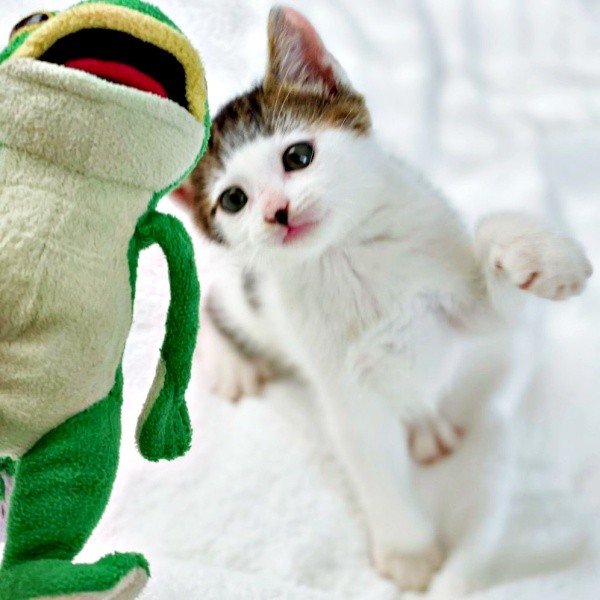 カエルのぬいぐるみに興味津々のセロイくん（画像提供：パッツン前髪のセロイと弟プランスさん）