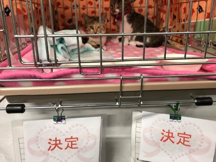 保護した猫が譲渡会に出て、申し込みがあると「本当に嬉しい」と朋子さん。
「どの子もよいご縁につなげたいと思っています」