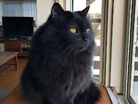 置き去りにされた黒猫　動物好きな家でのんびりセカンドライフ