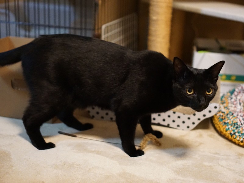 「僕もここで、アサジ兄さんのことを……兄さんはちょいとそこらではお目にかかれないような立派な猫だったらしいんだ、本当だよ（byヤソ）」