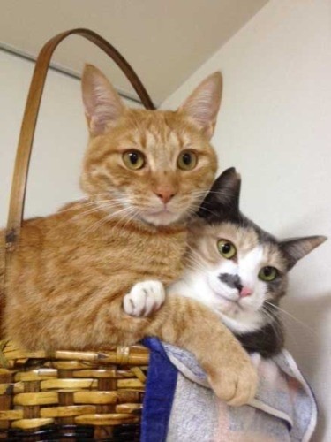 さくらちゃんが来たらこんな感じ