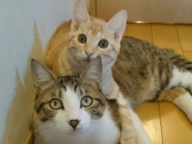 新入り猫「きなこ」登場　まるで母親のようにいつくしむ先輩猫