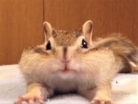 撮影していた飼い主さんはカメラ目掛けて進んできたビッケちゃんを見てかわい過ぎて興奮したという（「シマリスのソフィー Sophie,Bikke&Tod」さん提供・Twitterよりキャプチャ撮影）