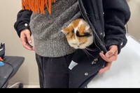 ぐるっと一回りをして、顔を出すあんみつちゃん（「猫は液体」さん提供、Xよりキャプチャ撮影）