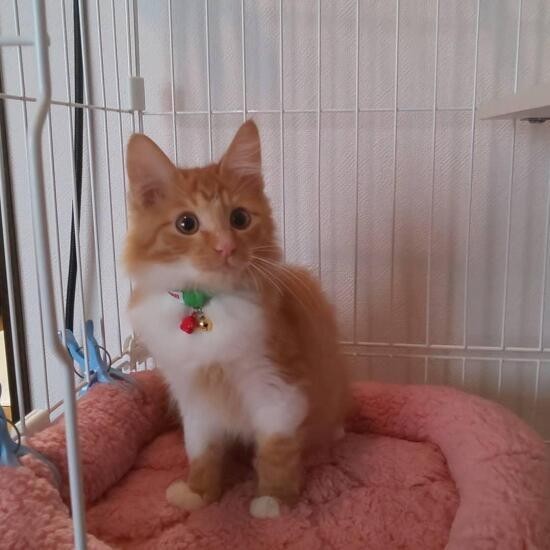 家にきたころの「コテツ」