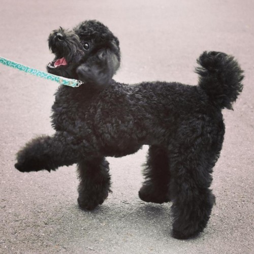 家にきたころの「くろまる」