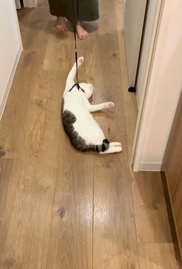 ただただモップ状態（「ツナchunaland」さん提供、Instagramよりキャプチャ撮影）