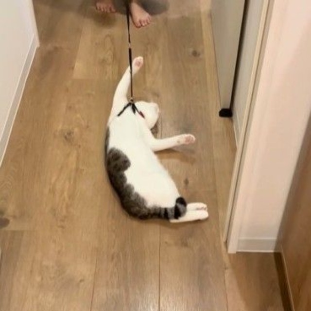 ただただモップ状態（「ツナchunaland」さん提供、Instagramよりキャプチャ撮影）