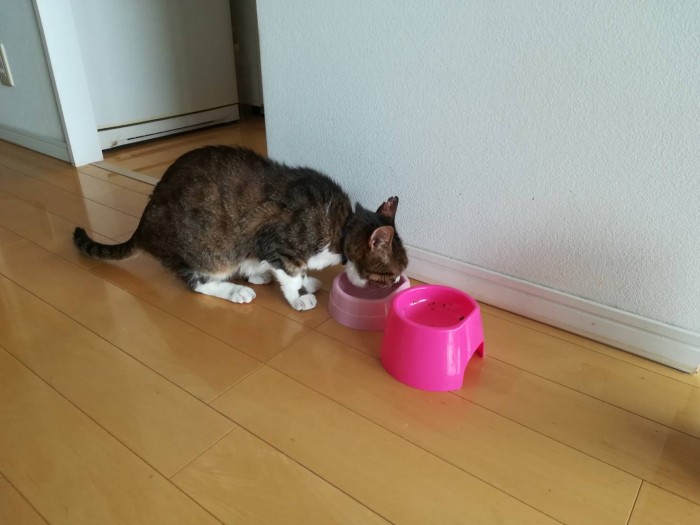 猫の水飲み容器、好みはそれぞれ わが家はかなり個性的な器がハマり 