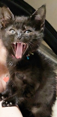 ガオー！ 大きなお口を開ける子猫のあんずちゃん（画像提供：きのひとまるさん）