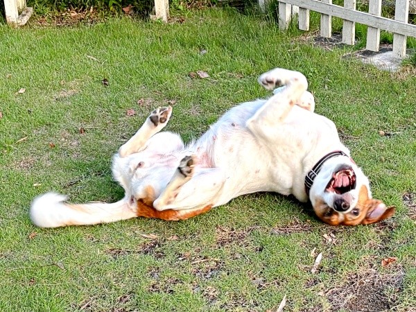 ヘソ天になって楽しむパーティー信子ちゃん（画像提供：みのかささん）