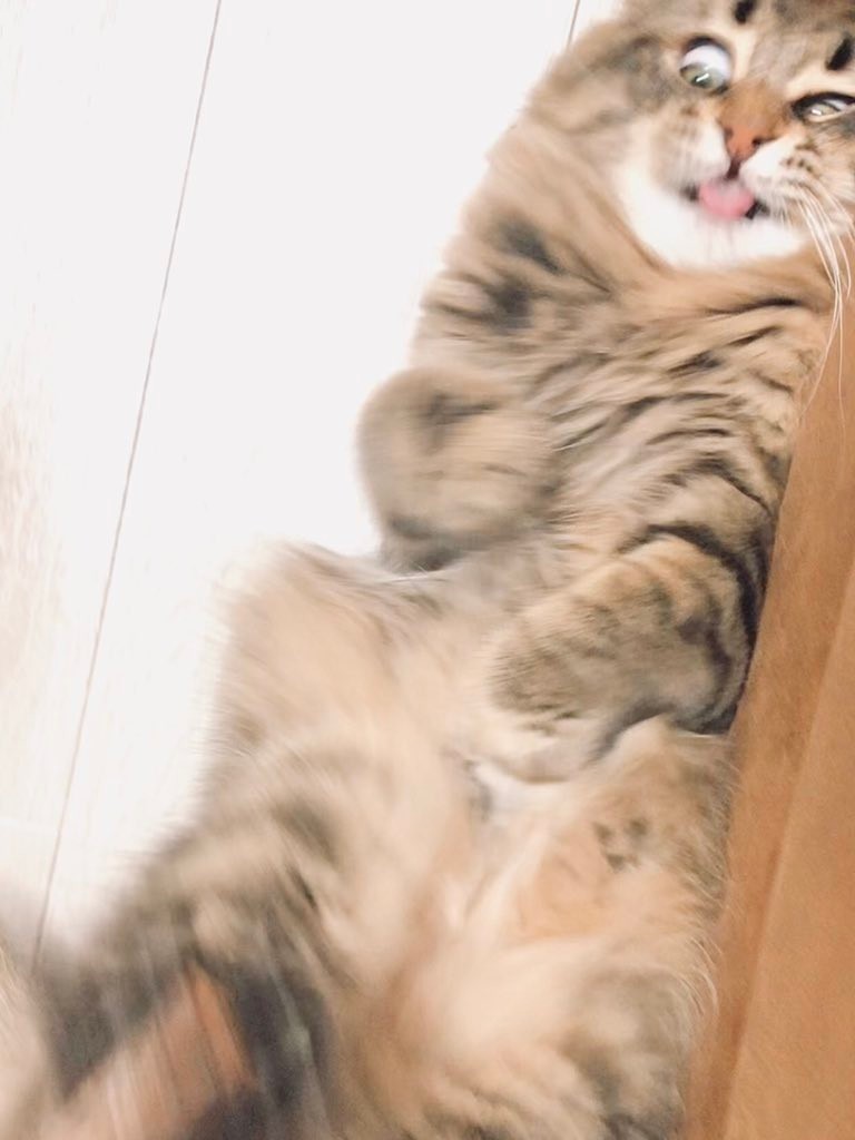 嗅いでみニャ！飛ぶぞ！“あの粉”でガンギマリ顔になった猫さんにネット