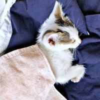 たったひとりで彷徨っていたおかかくん（画像提供：おかかとそぼろの成長記録さん）