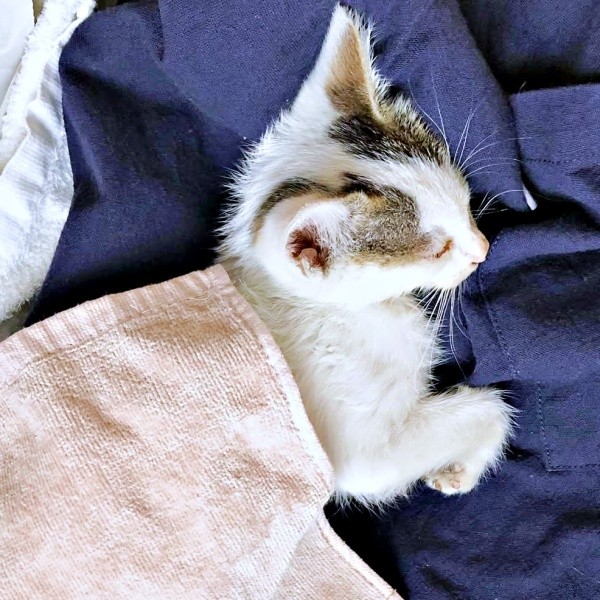 たったひとりで彷徨っていたおかかくん（画像提供：おかかとそぼろの成長記録さん）