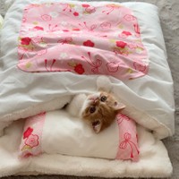 なあに？何かおかしい？=ちゃちゃまるすももさん（@manmaruchan21）提供