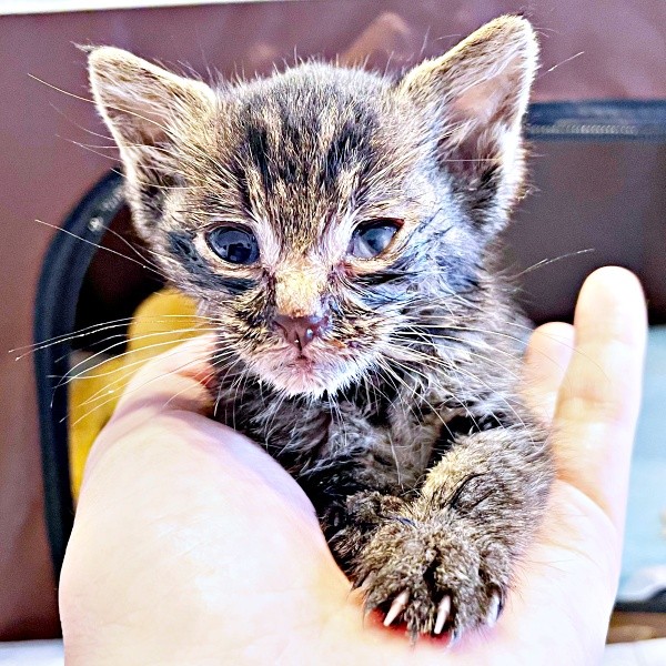 「助からないかも」 命の危機に直面していたふくくん（画像提供：むぎさん）