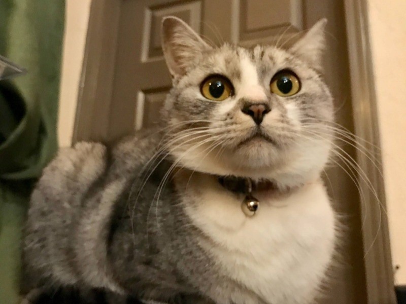 実家のショコラ　（後藤郁さん提供）