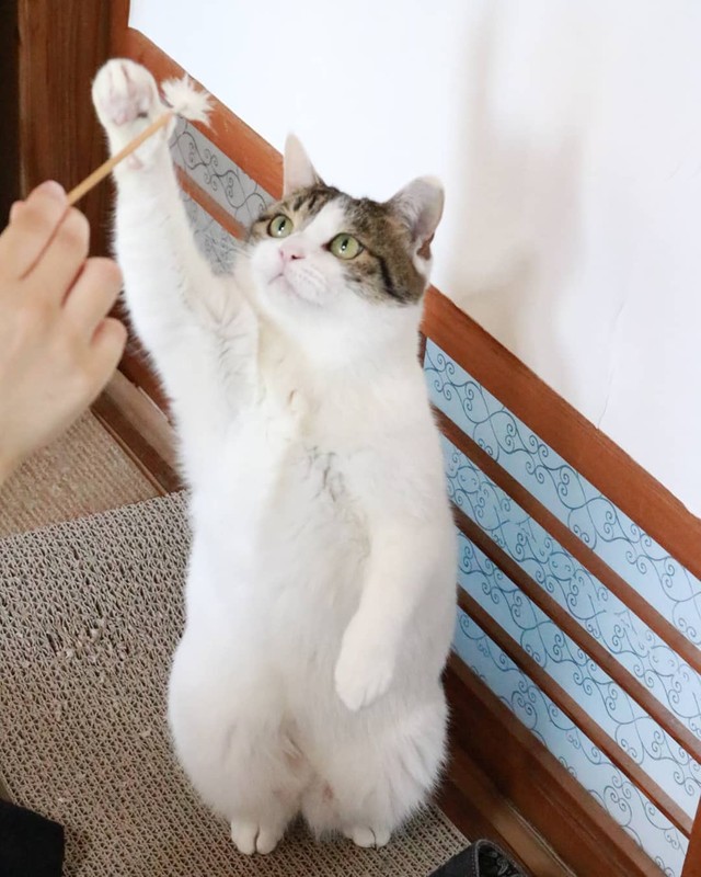 えいっ！耳かき大好き！