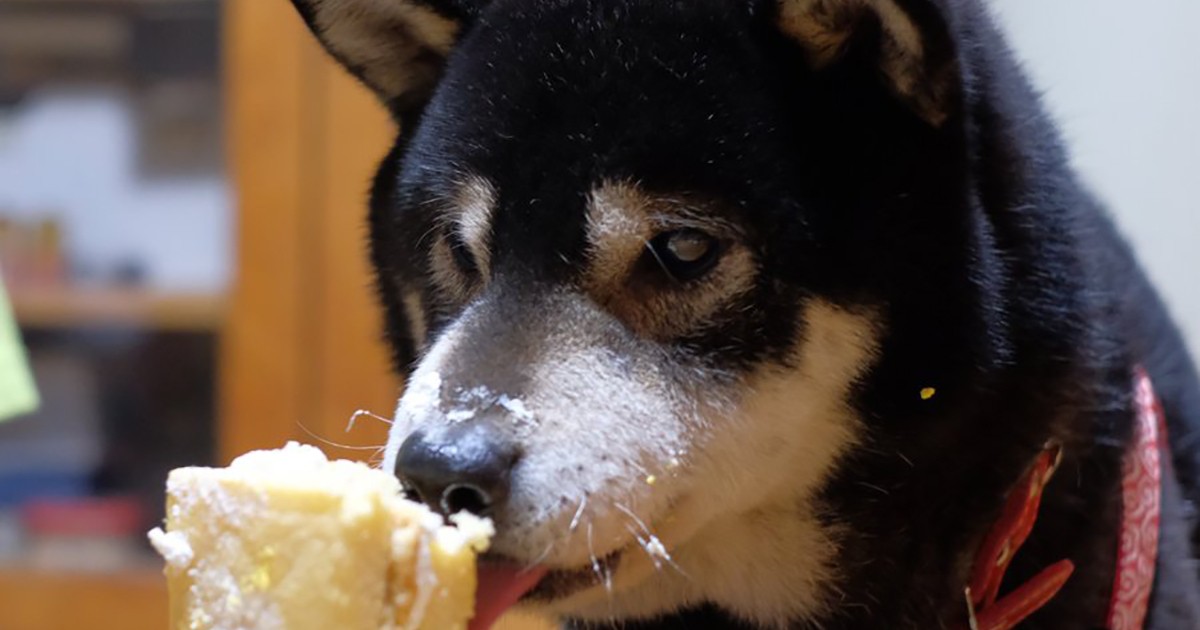 これぞ幸せの瞬間だワン！ 14歳の誕生日ケーキを味わう柴犬「空太