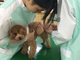 小柄で食欲のなかった１匹の学内犬　学生生活をともにし動物看護学生を支える存在に