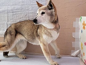 フリーズしてたはずが俊敏にポーズ　元気な17歳「キララ」