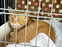 お迎え当時、推定3、4歳だったちゃあさん（画像提供：床さん）